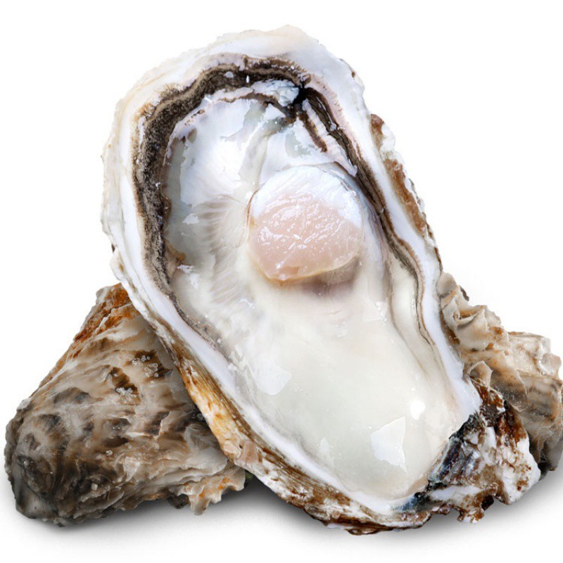 3元一只连云港发货三倍体鲜活生蚝顺丰包邮发货包售-阿里巴巴