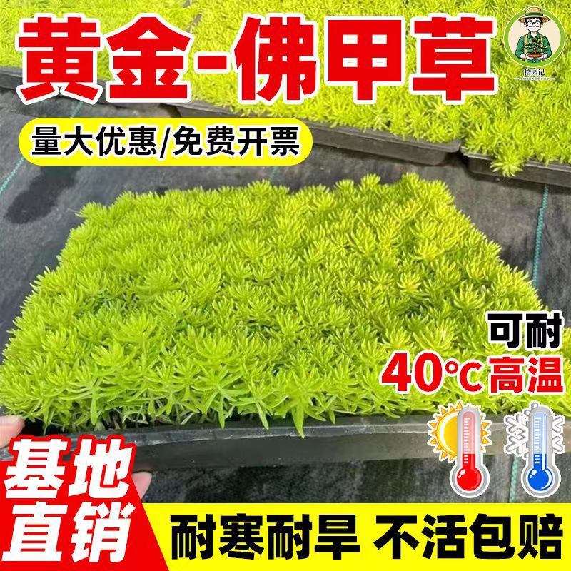 黄金佛甲草地被植物可四季观叶盆栽庭院假山绿化屋顶隔热耐热耐寒