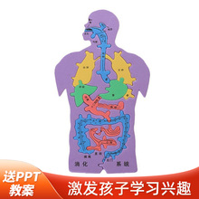 EVA科技小制作内脏拼图模型科学实验大号人体器官DIY消化系统认知