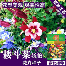 花卉种子蓝鸟耧斗菜籽耧斗花种子花种子花籽花卉种子阳台盆栽