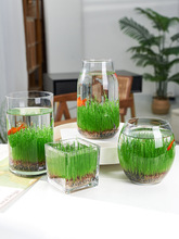 9.8元2个diy创意鱼缸生态瓶玻璃插花瓶水培草种子四季微景观摆件