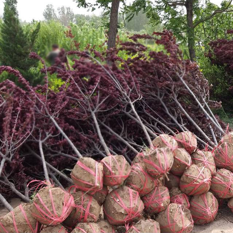 紫叶李树苗工程紫叶李树红叶李子树苗木庭院园林绿化紫叶李子树苗