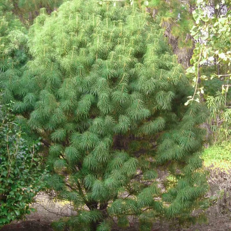 基地供应银杉树苗现挖现发银杉小苗盆栽盆景地栽绿植量大优惠