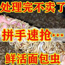 面包虫 活体 黄粉虫活虫 鹦鹉鱼 乌龟 金龙 鱼画眉鸟石蛙饲料包邮