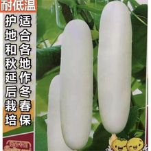 早熟白黄瓜种子高产白玉水果黄瓜春秋播种耐湿热口感好易种抗病强