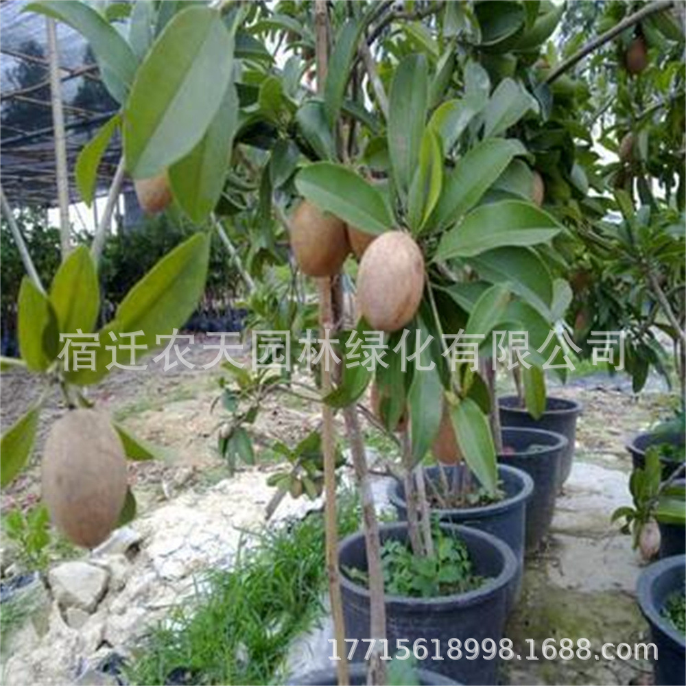 嫁接人心果苗脆甜大黄梨树苗盆栽庭院地栽南方北方种植抗寒果树苗