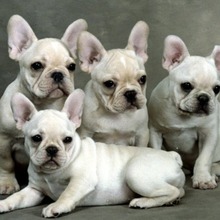 香港发货蓝牛黑牛奶油色法斗犬幼犬法国斗牛犬小型短体活体宠物狗