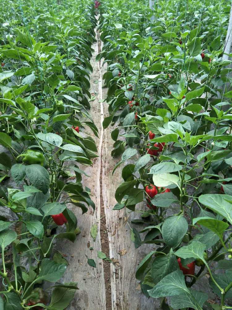 带箱6斤三色包邮 混合新鲜彩椒水果甜椒七太空椒圆辣椒五彩灯笼椒