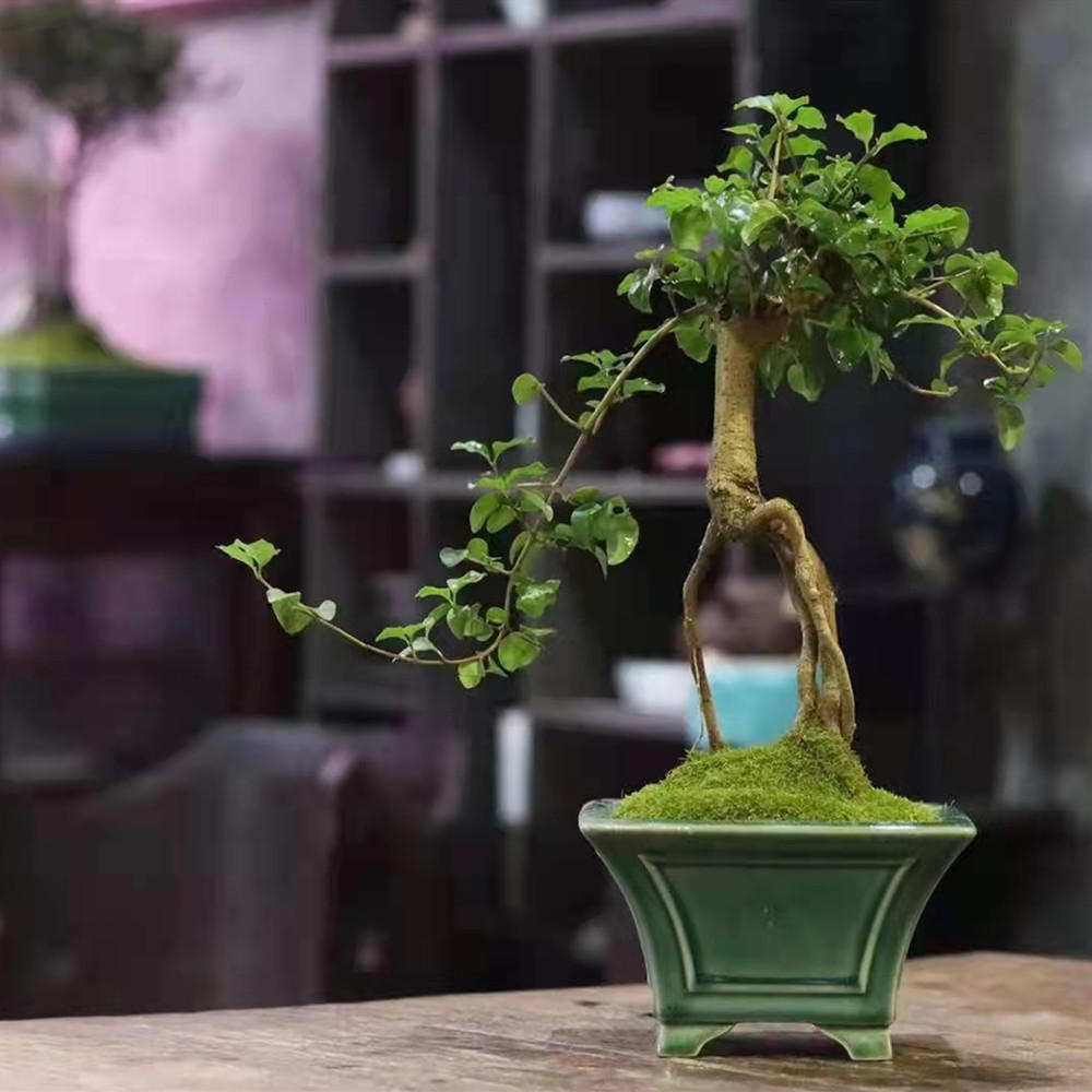 小叶雀舌罗汉松造型文人树盆景植物室内盆栽绿植玄关软装艺术装饰