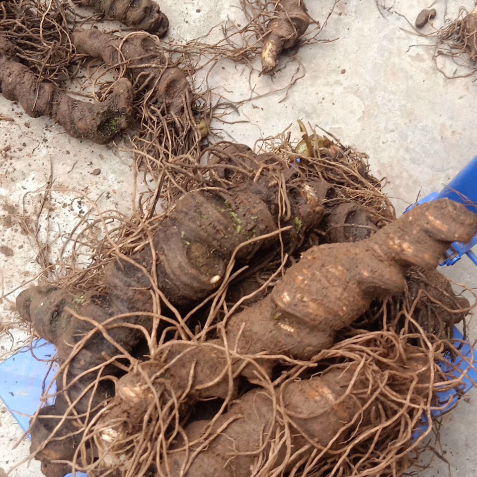 新鲜野生大个头重楼云南粉质滇重楼大个头七叶一枝花