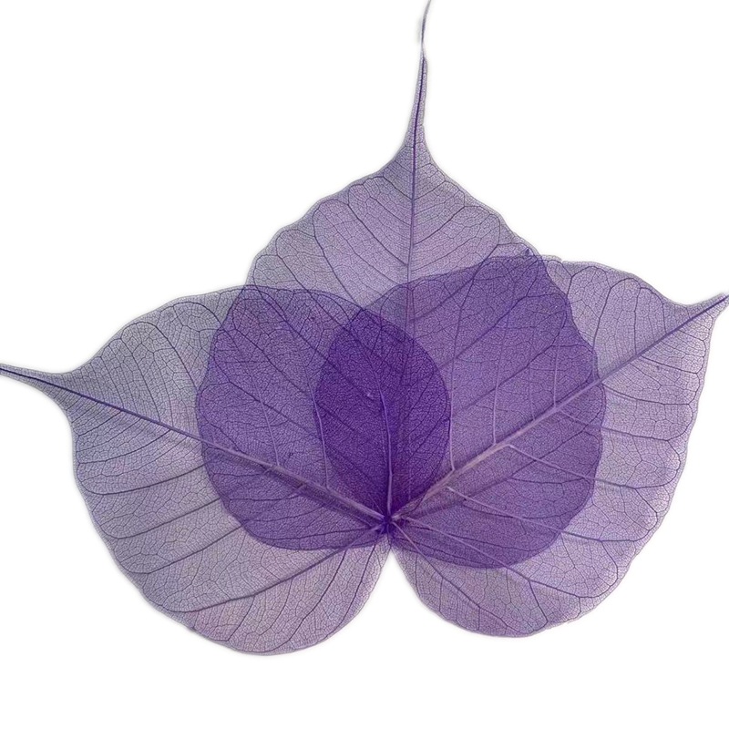 天然植物干叶脉 金刚叶 菩提叶书签 压花 工艺品相框配草