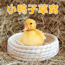 养小鸭子的窝小鸡草窝保暖别墅柯尔黄鸭家用宠物房芦丁鸡兔子的窝