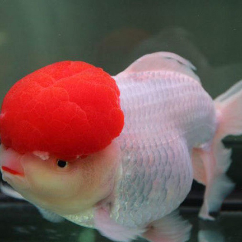 丹顶红狮子头金鱼鹤顶红观赏鱼淡水鱼珍珠兰寿碟尾冷水鱼