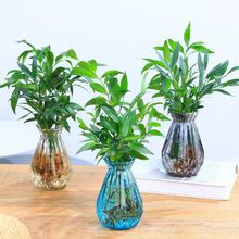 水培新宠驱蚊竹柏水培植物竹柏室内客厅桌面绿植花卉盆栽四季常青