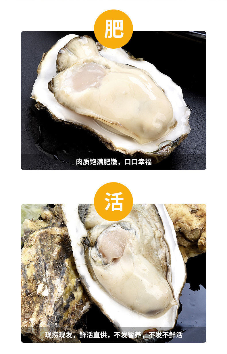 乳山生蚝鲜活生蚝特大肥整箱6斤海鲜水产海蛎子新鲜牡蛎带壳