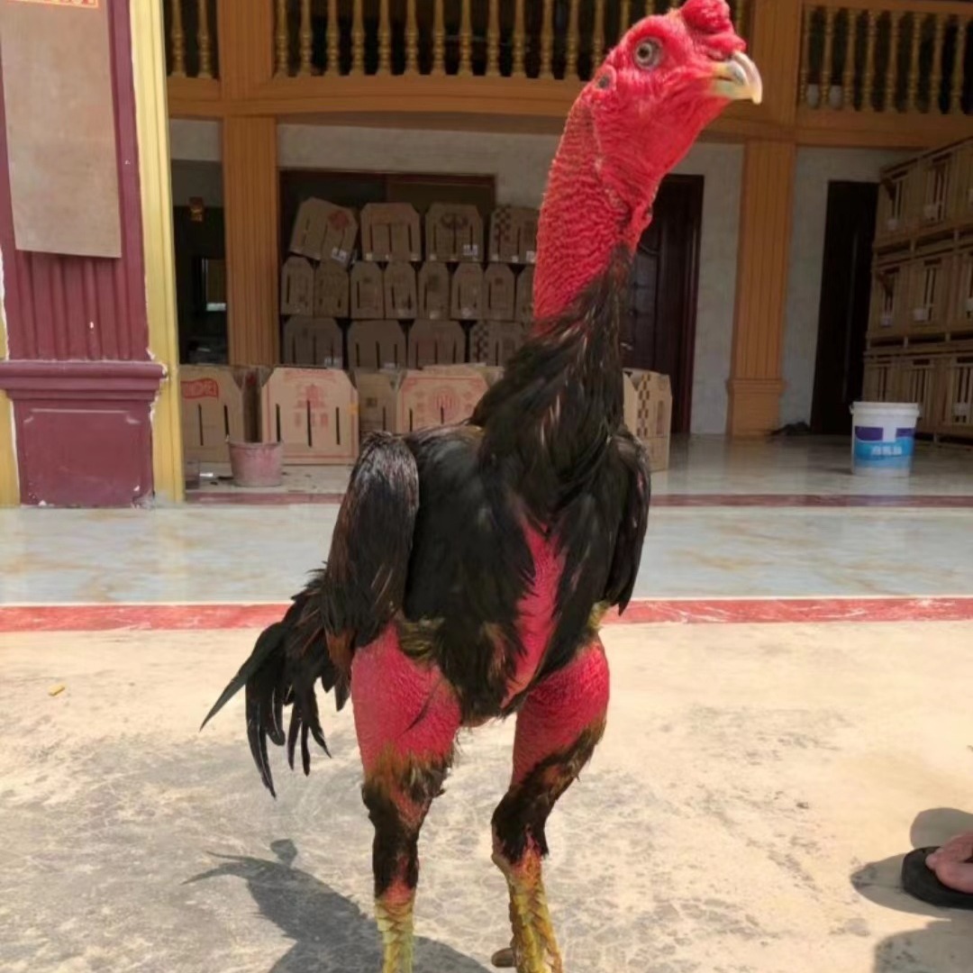 成年泰国打架斗鸡活苗小鸡中原精品纯种活体成年打