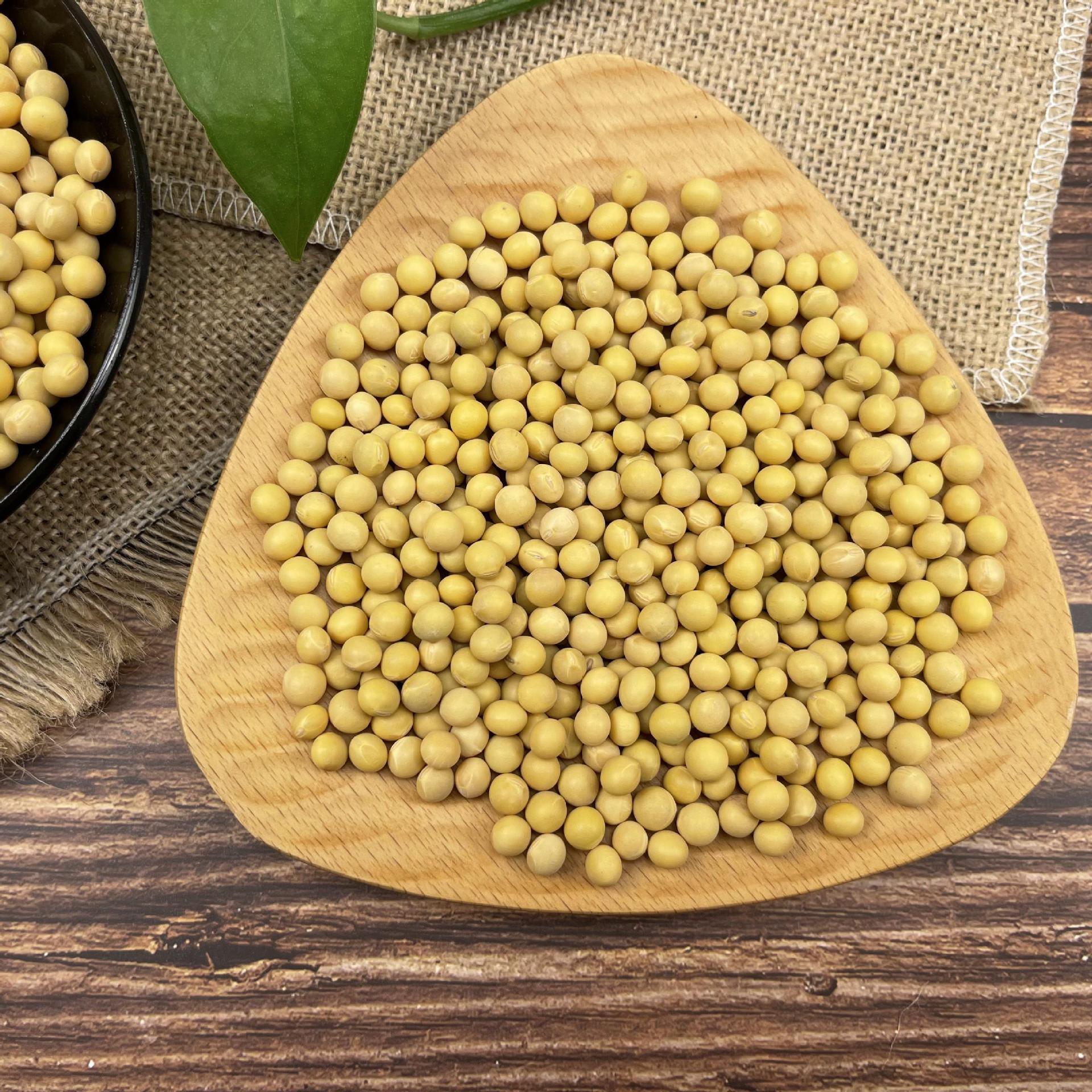 批发中粒黄豆芽豆 红丰16 东升一号生豆芽黄豆中粒黄豆水培芽苗菜