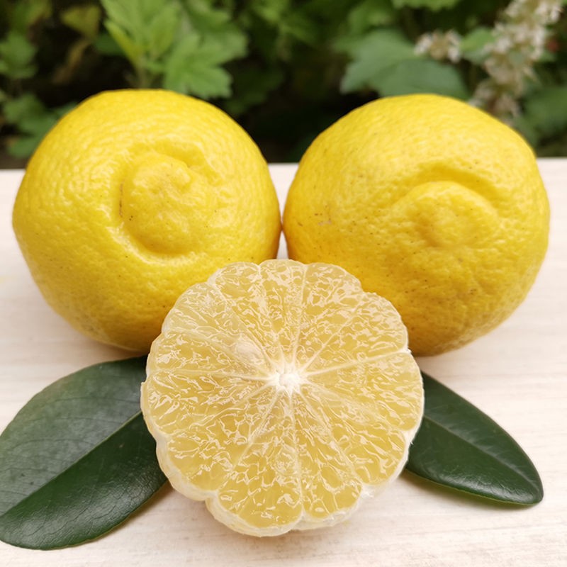 【礼盒】黄金贡柚大果9斤年货 湖南特产新鲜水果柚子批发春香桔柚