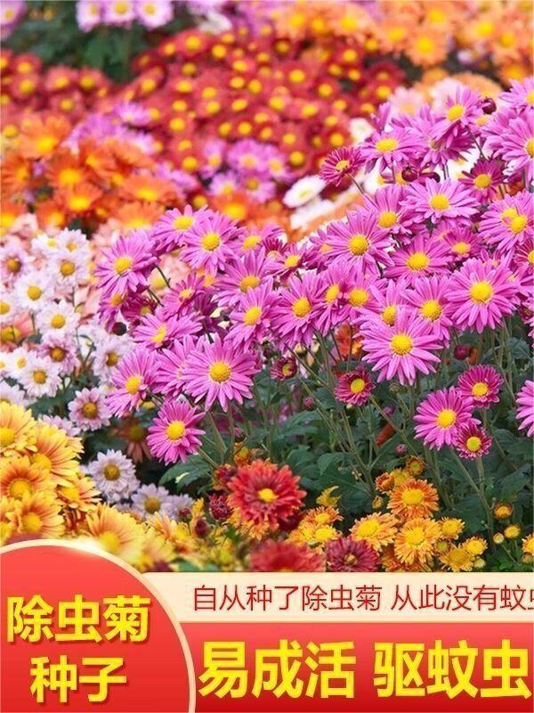 驱蚊除虫菊种子驱蚊草防蚊蝇花种子多年生花种防蚊虫花草驱蚊植物
