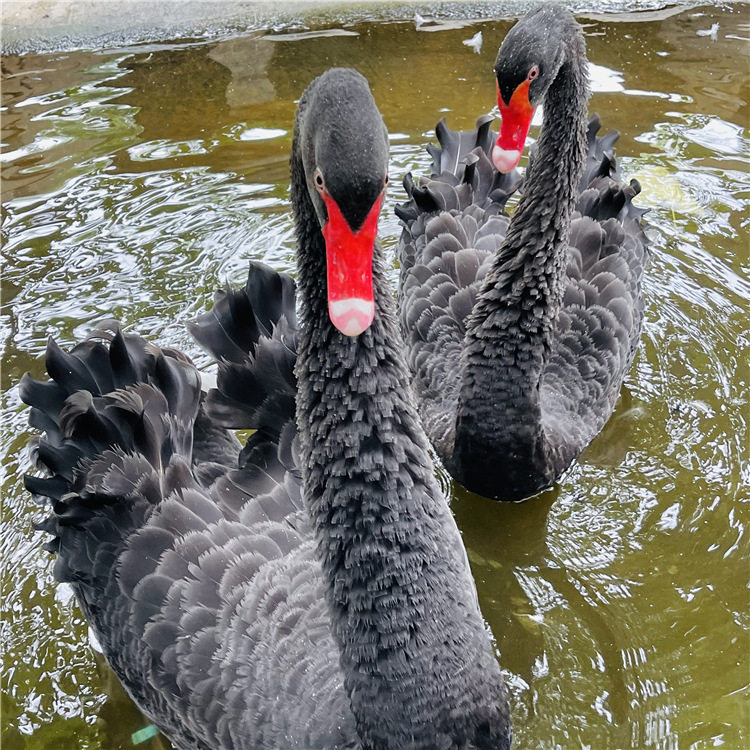 一对黑羽毛红嘴的黑天鹅多少钱 下蛋黑天鹅哪里有养殖场