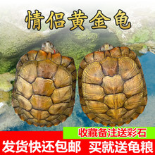 送龟粮黄金情侣龟乌龟活体小乌龟活物红耳巴西龟好养活宠物观赏龟