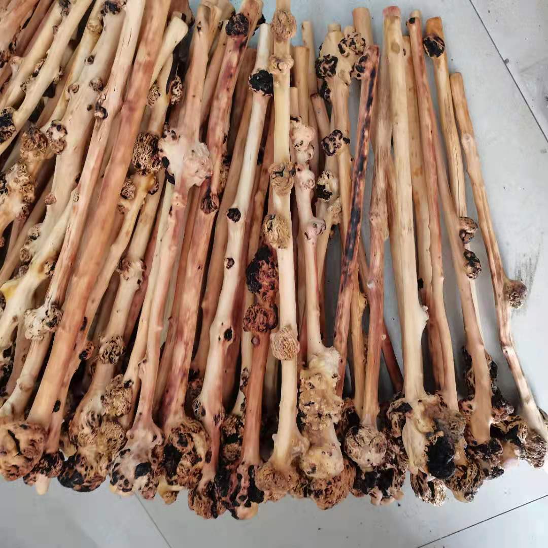 黑果木树瘤山茶木黑果木手把件 随行根雕烟办公摆件麻梨疙瘩木质