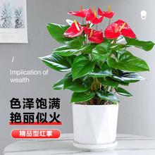 红掌盆栽绿植物四季开花观赏绿植土养办公室内客厅摆放白掌粉掌