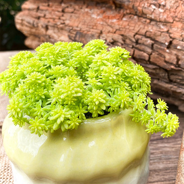 云南多肉植物黄金薄雪万年草办公室室内好养绿植小盆栽花卉肉肉