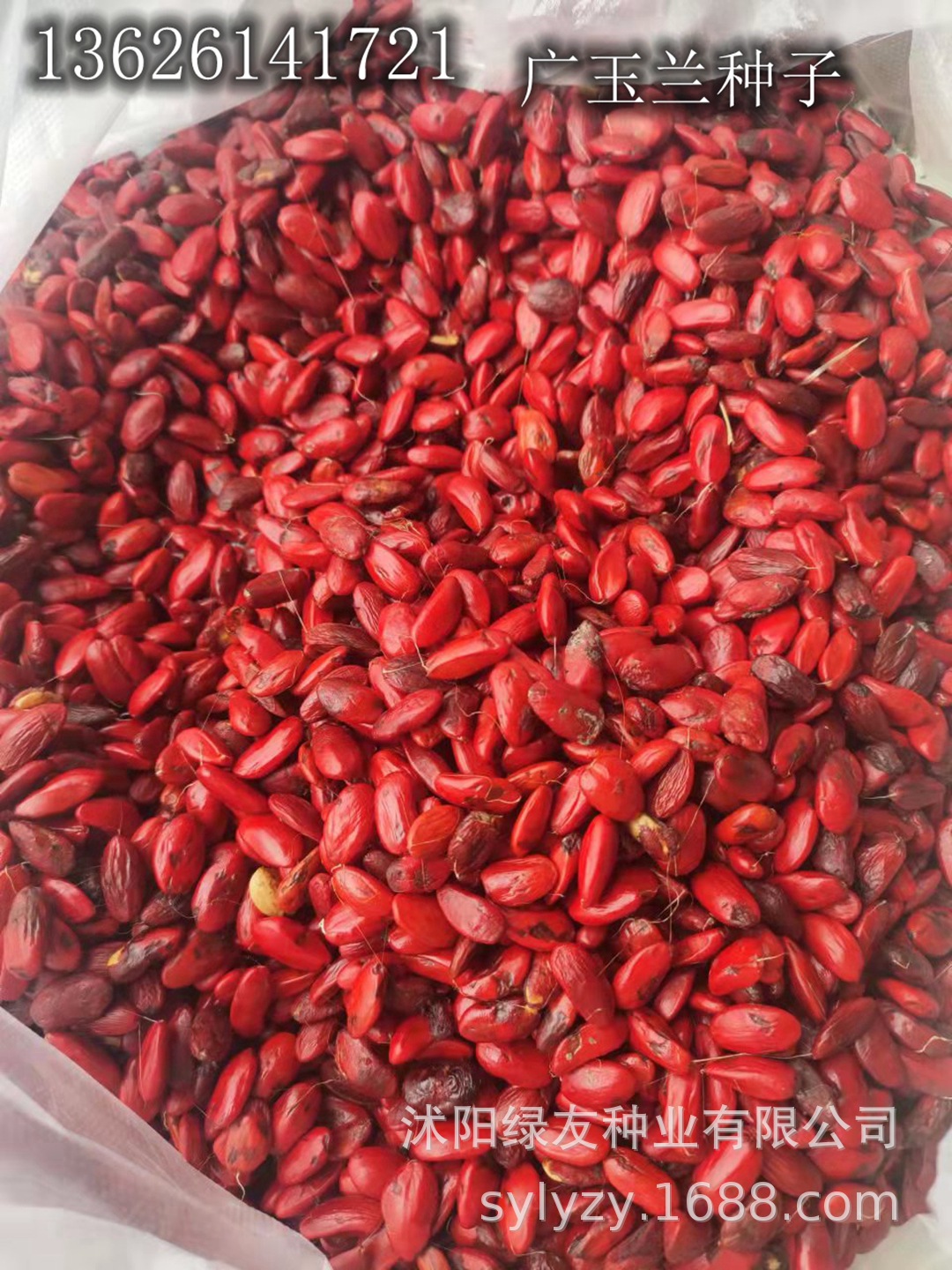 供应广玉兰种子 长粒子 红色种子 白花广玉兰