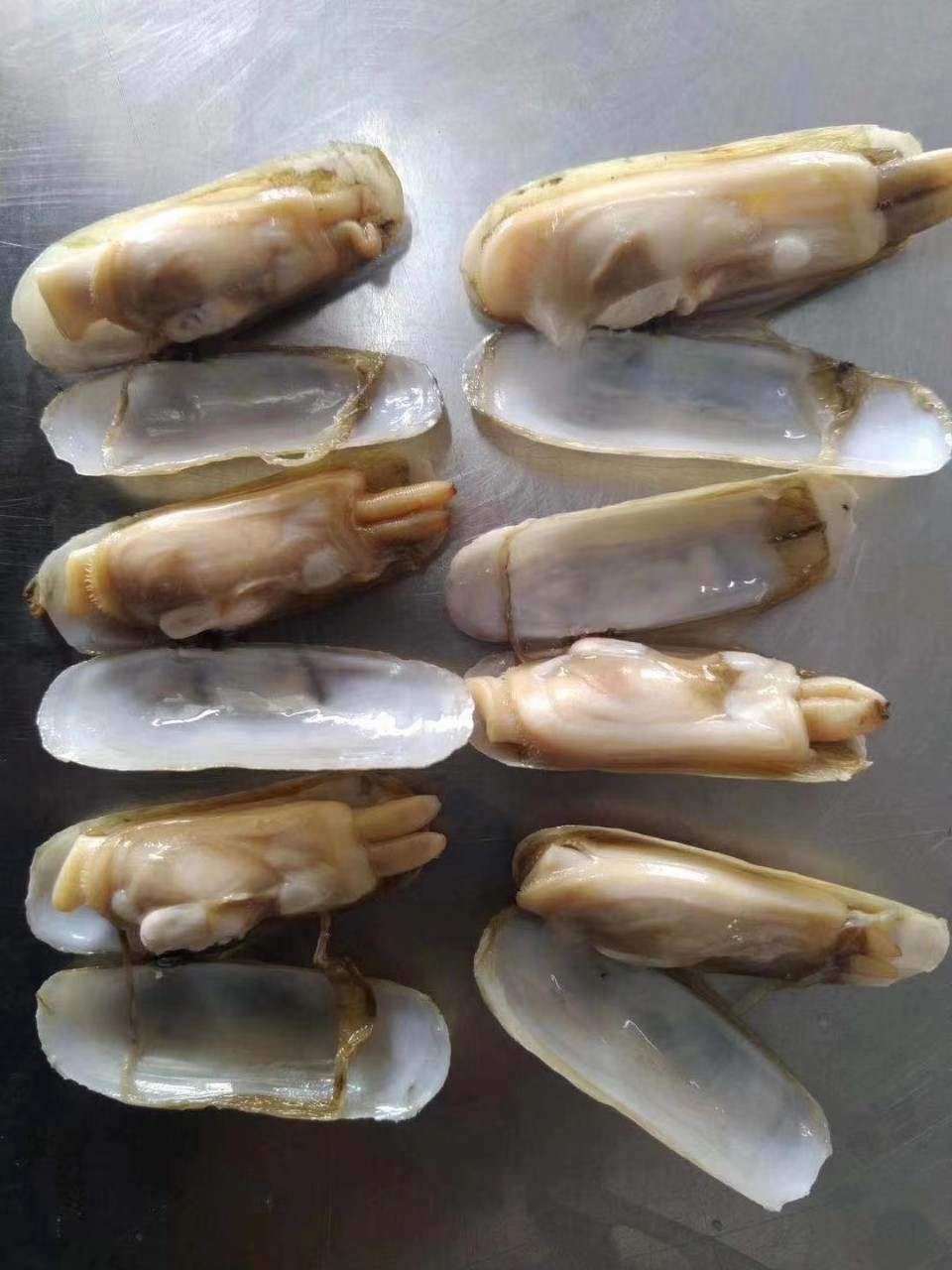 批发冷冻带壳蛏子小人鲜贝类海鲜自助快餐酒店食材