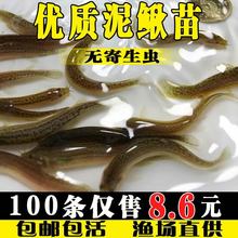 泥鳅鱼苗台湾淡水鱼养殖食用乌龟龙鱼活体饲料筏钓青鳅鱼鳅苗批发