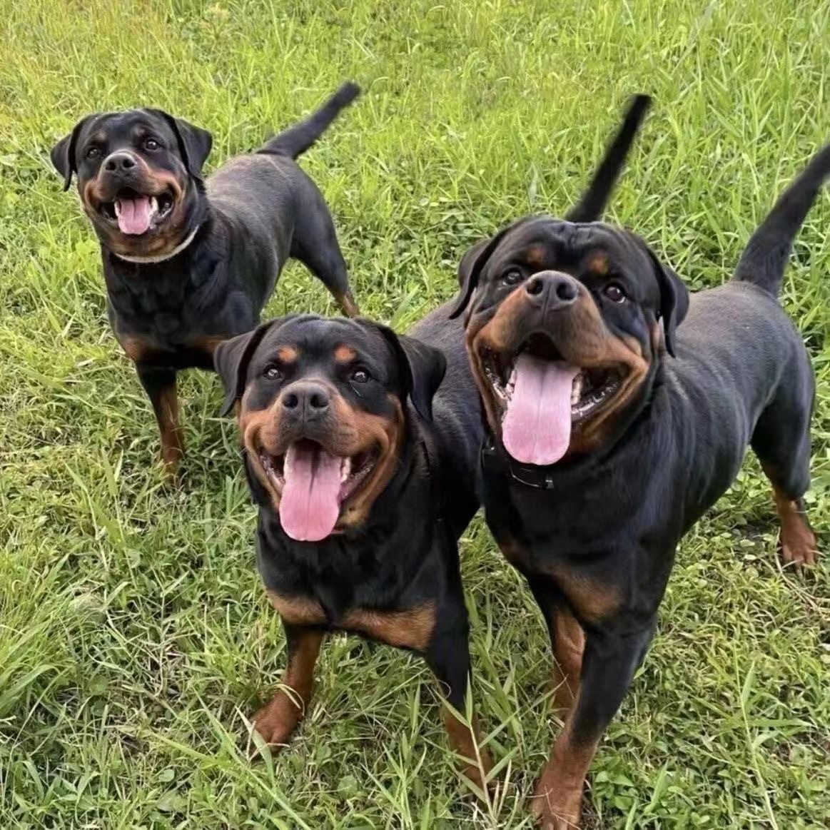 纯种罗威纳犬幼年罗威纳犬护卫犬罗威纳幼崽纯血统罗威纳-阿里巴巴