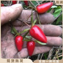 绿植盆栽室内盆景树桩直播老鸦柿六月雪水杨梅榔榆树雀梅小老桩