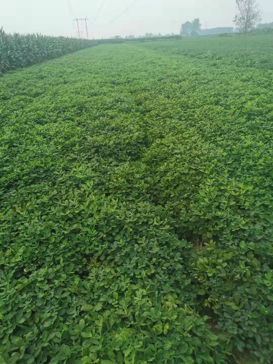 农产品带壳干生花生果农家自种晾晒白沙干货红皮花生精选批发
