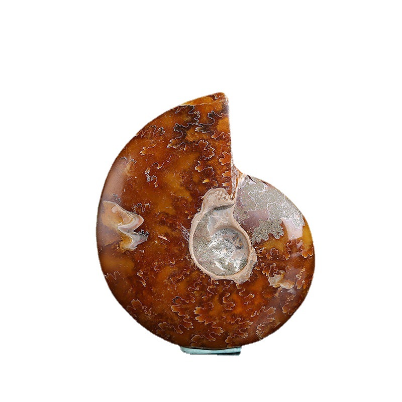 批发马达加斯加天然斑彩螺化石螺菊石海螺 古生物化石标本原石