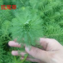 水草浮萍水葫芦水芙蓉狐尾草水培水生植物养鱼养龟虾净化水质观赏