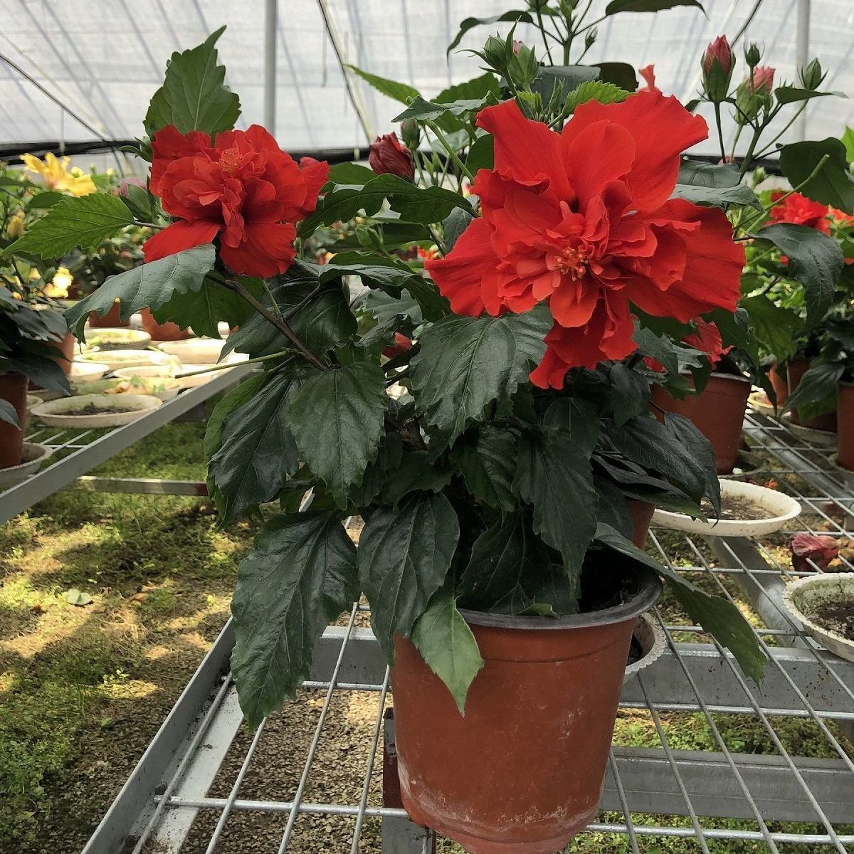 丹麦木槿飞天嫁接重瓣大花带花苞办公室阳台室外盆栽扶桑牡丹花卉