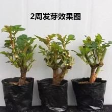 6棵 玫瑰花苗四季开花盆栽花卉植物室内花月季花树苗花老桩苗