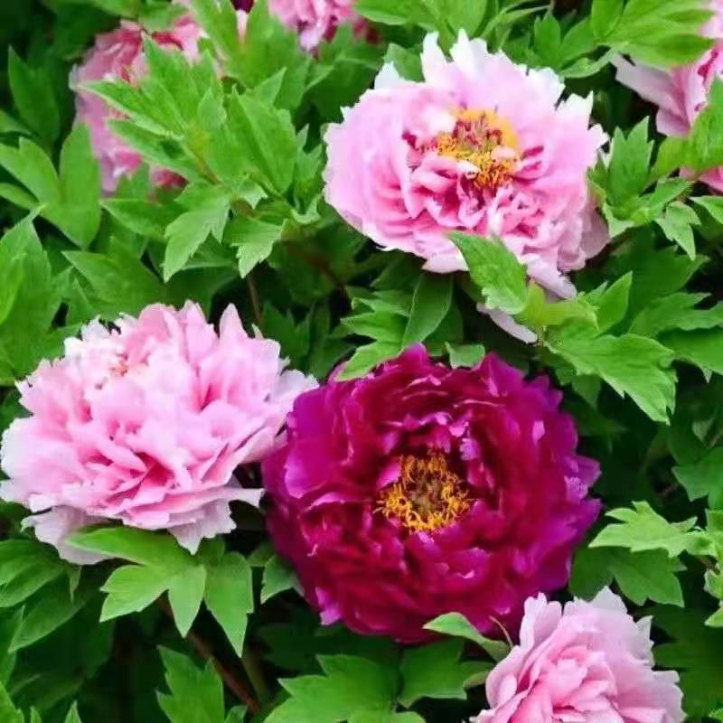 大花牡丹种子四季开花室内外阳台庭院种植盆栽绿植花卉种子