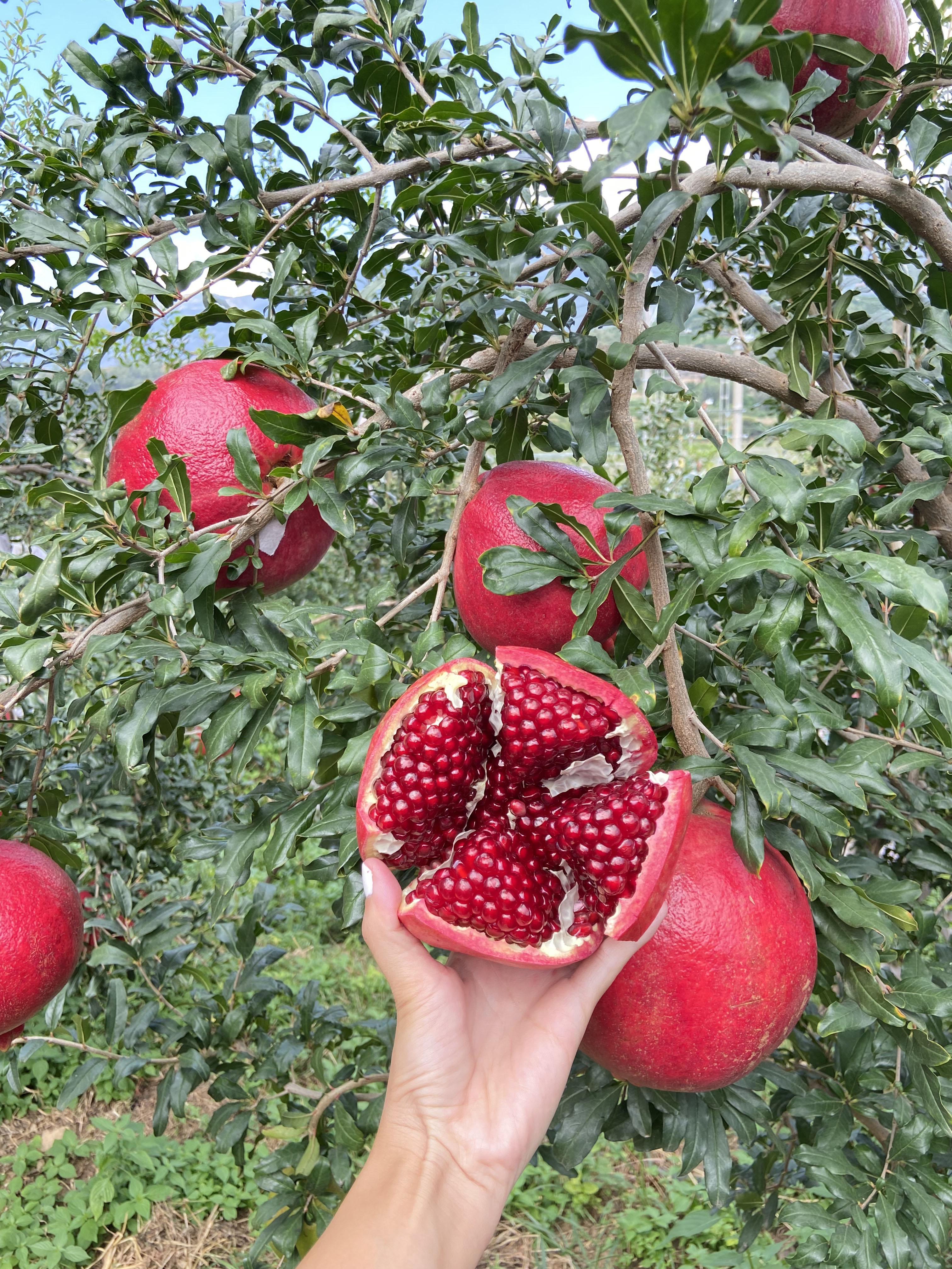 云南黑珍珠软籽酸石榴 新鲜孕妇水果当季整箱大果9斤