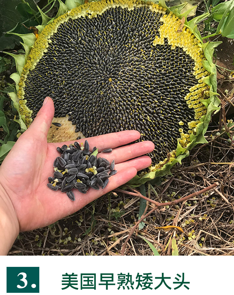 美国早熟矮大头油葵种子 农田菜地农户种植杂交皮薄高油油葵籽