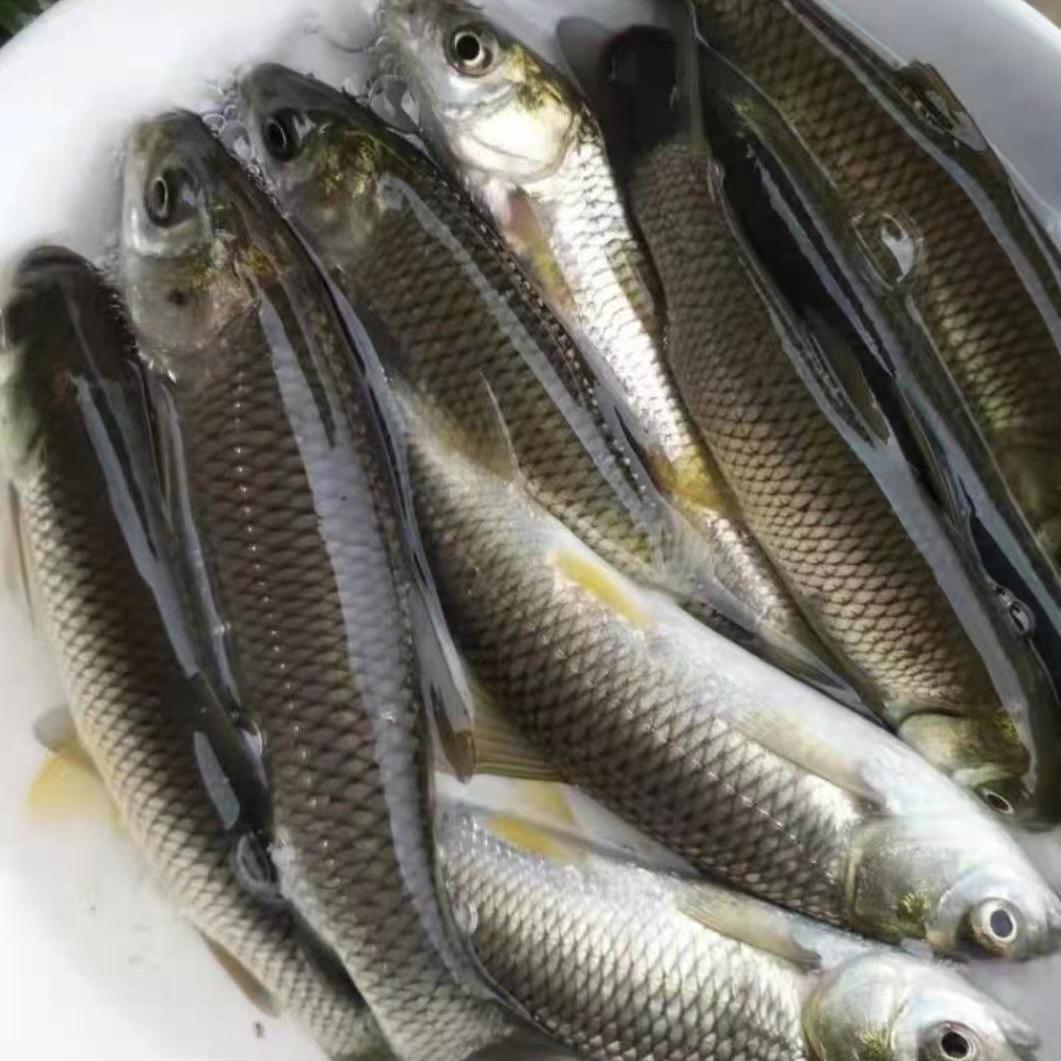 【养殖龙鱼】-养殖龙鱼厂家,品牌,图片,热帖-阿里巴巴