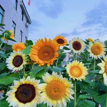 向日葵种孑花种籽子四季播种开花易活花籽室内外庭院观赏花海种子