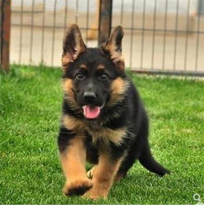 纯种德牧幼犬活体赛级德国牧羊犬弓背黑背狼狗警犬大型犬宠物狗狗