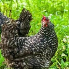 散养纯种芦花鸡 脱温鸡苗幼苗 产绿皮蛋芦花鸡成品母鸡活体价格