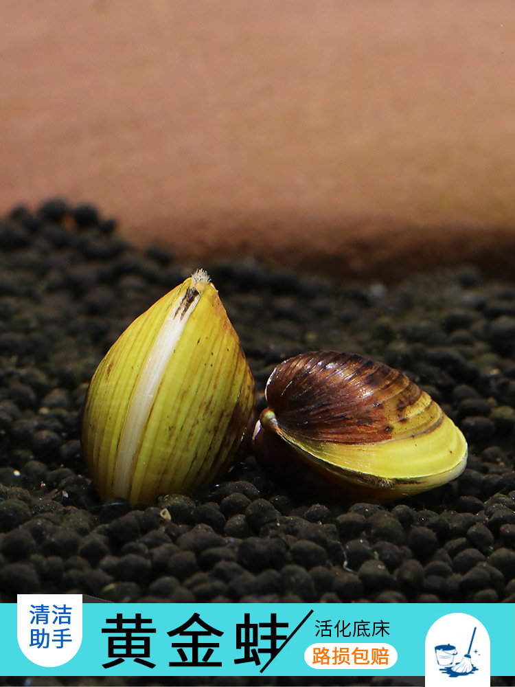 优鱼黄金蚌观赏螺淡水净化水质河蚌小溪蚌河蚬蚌净水黄金蚬螺