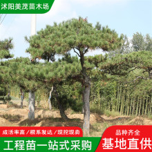 造型黑松树基地迎客松树形优美5-20公分工程绿化松树黑松造型树苗