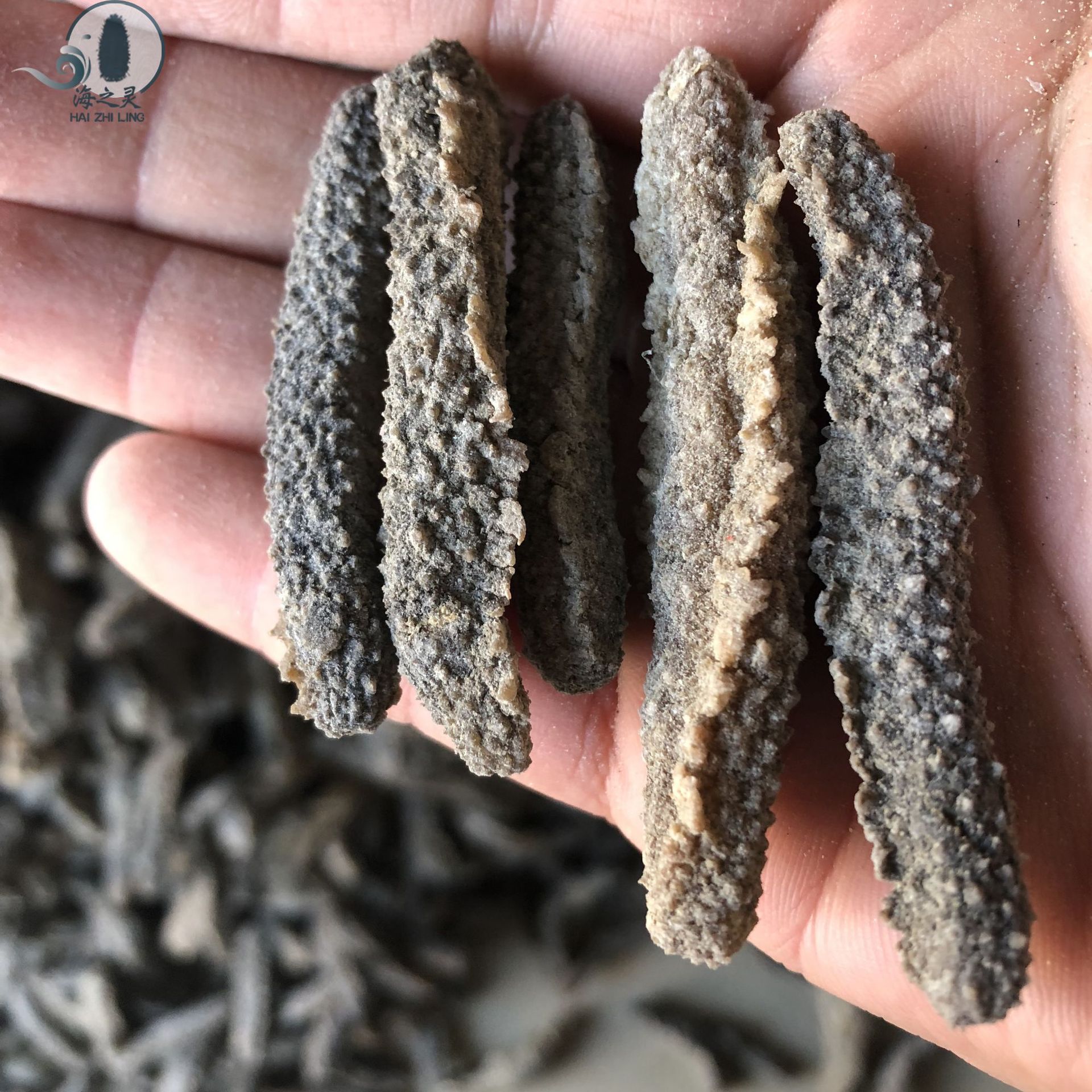 批发去皮刺秃母参小白刺秃参190头疙瘩刺不麻口个头均匀海参批发