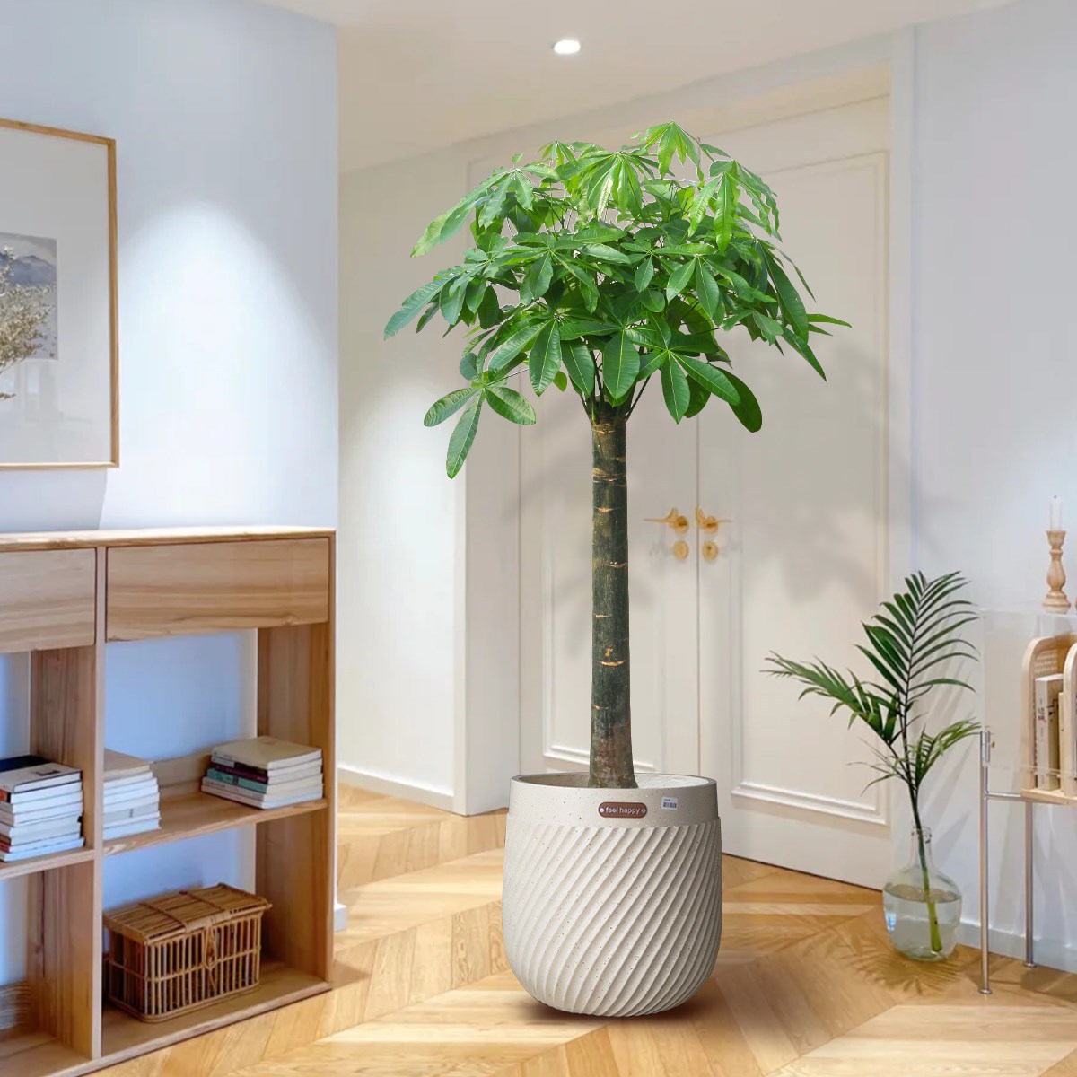 三杆步步高发财树室内客厅招财大型植物办公室绿植净化空气盆栽好