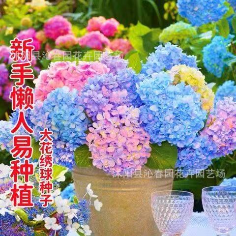 混色梦幻绣球花种子庭院阳台盆栽地栽易活四季可种室外花种子